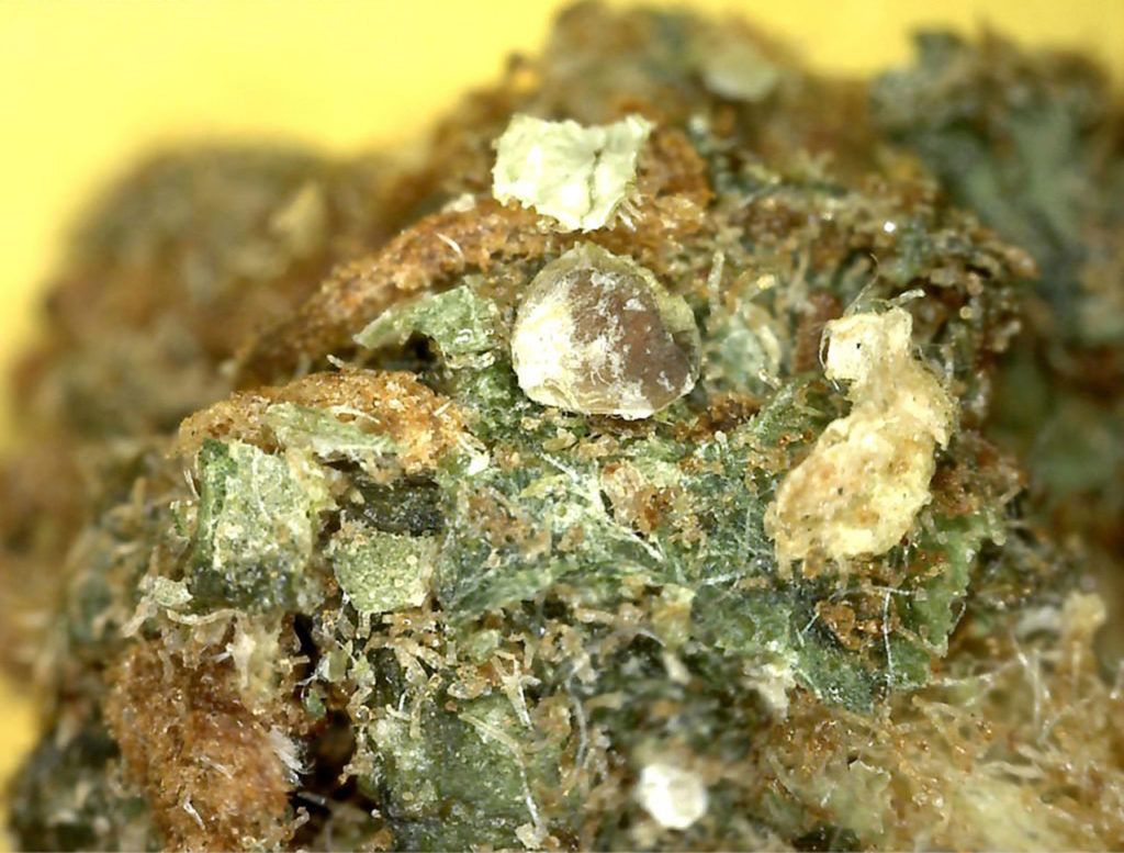 Capádeos de cannabis con cristales de arena pegados en él.