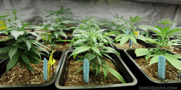 Plántulas de cannabis en macetas de plástico negro.