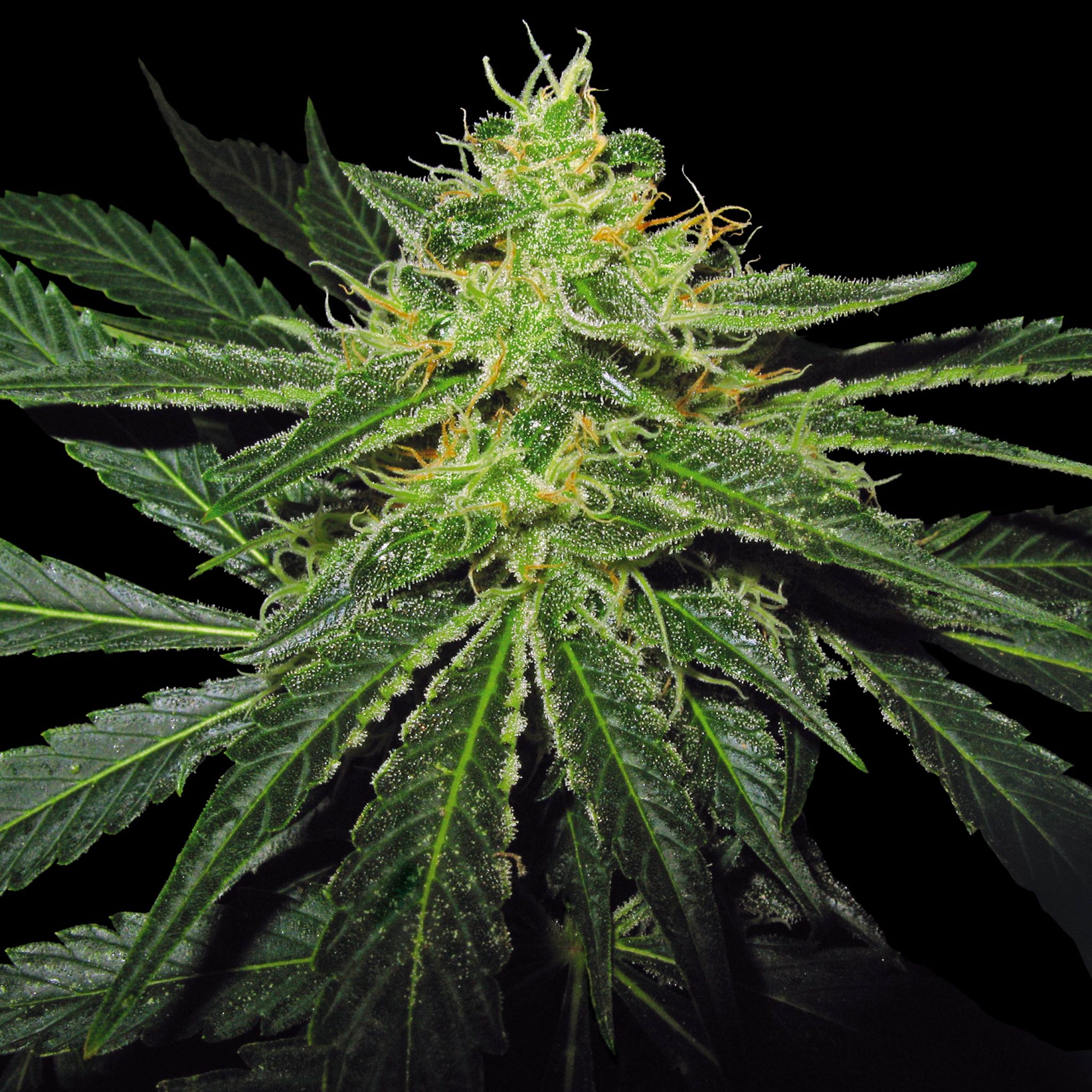 ‘Skunk Weed’: A Beginner’s Guide to Skunk - Sensi Seeds