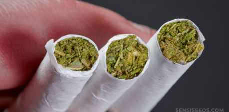 Close-up van persoon drie cannabisgewrichten