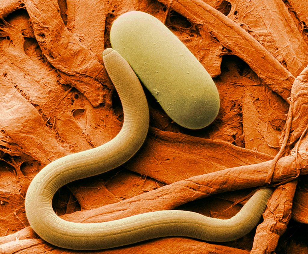 Parasite de nématode