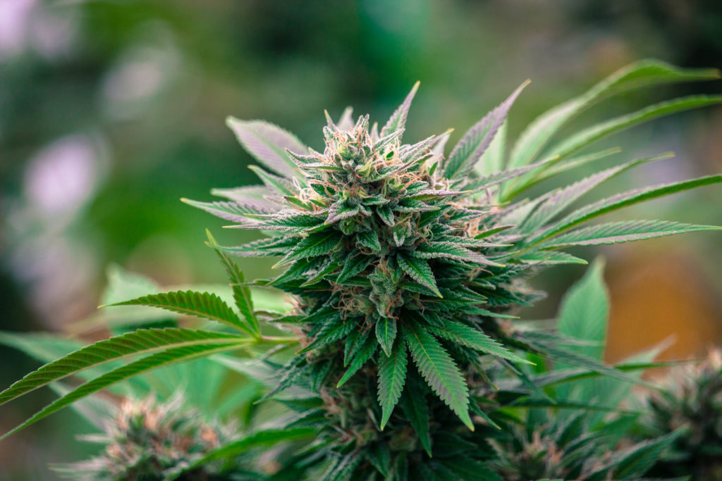 Close-up of a cannabis flower