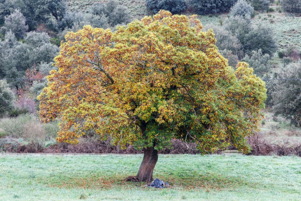 A tree with orange and green leaves in the middle of a field of grass