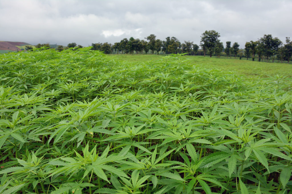 A field of hemp plants with trees in the background