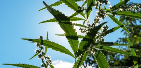 Una planta de cannabis contra la luz del sol en un campo