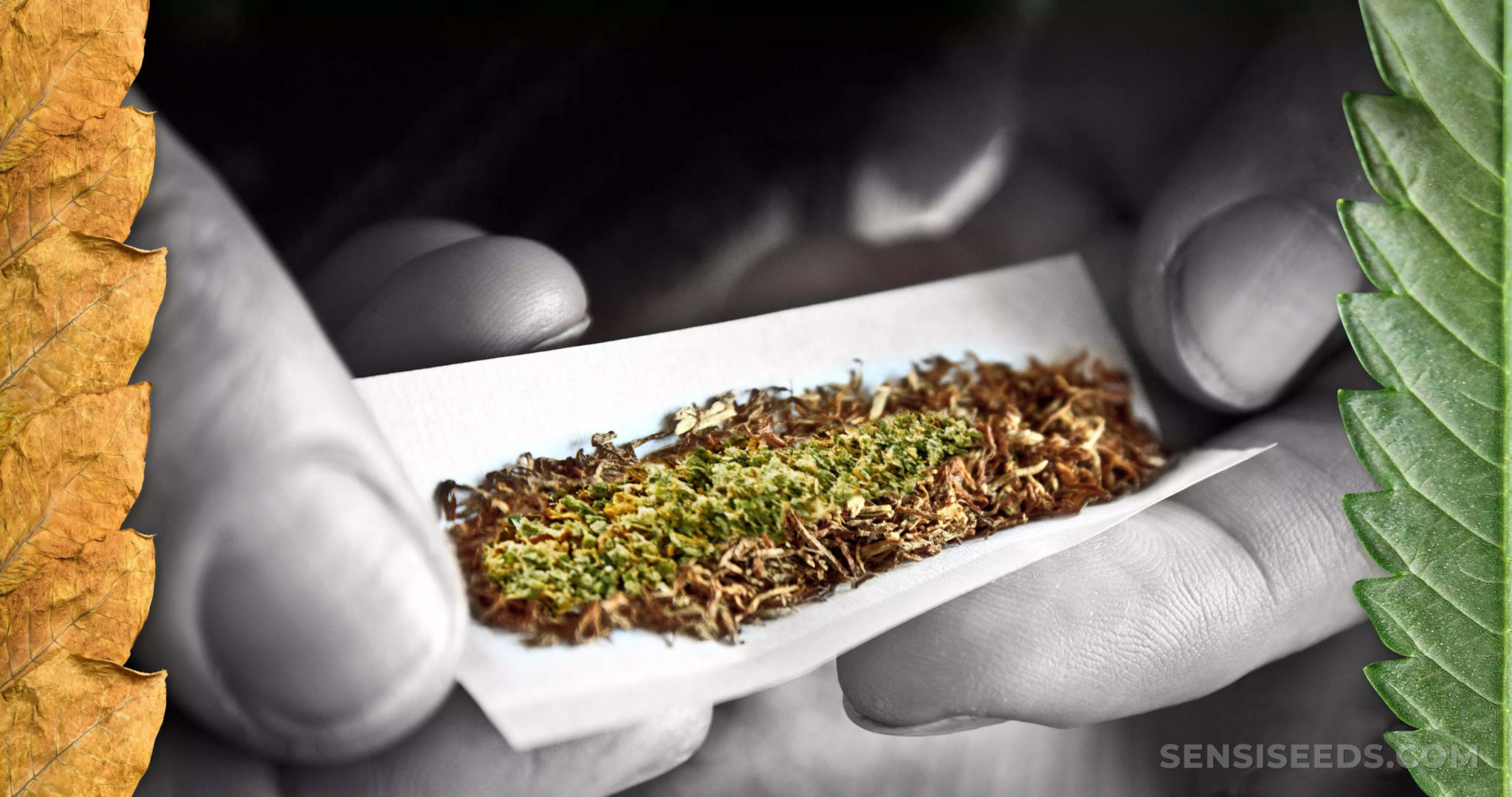 what-are-the-effects-of-mixing-nicotine-and-cannabis-sensi-seeds