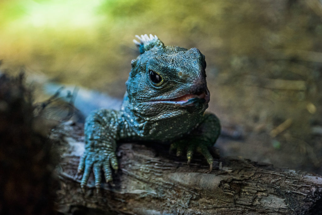 Una iguana descansando sobre un trozo de madera.