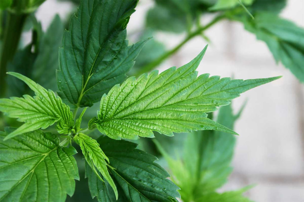 A close up of a cannabis leaf