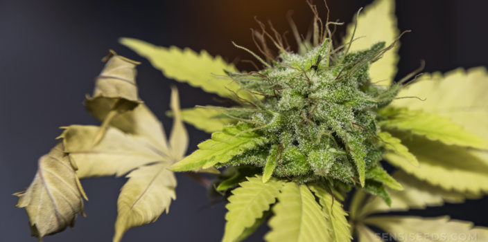 Una planta de cannabis con hojas amarillas rizadas hacia arriba.