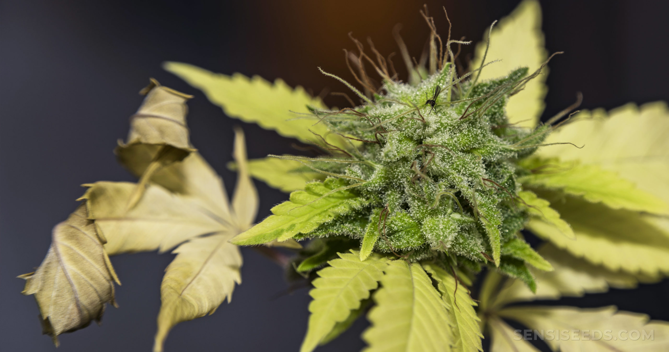 7 Common Cannabis Plant Deficiencies & Leaf Symptoms - Sensi Seeds