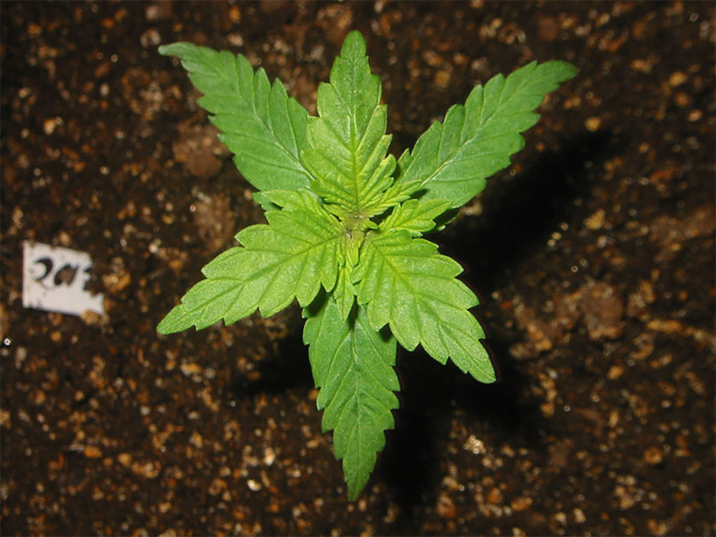 A bird’s eye view of a cannabis seedling growing in the soil 