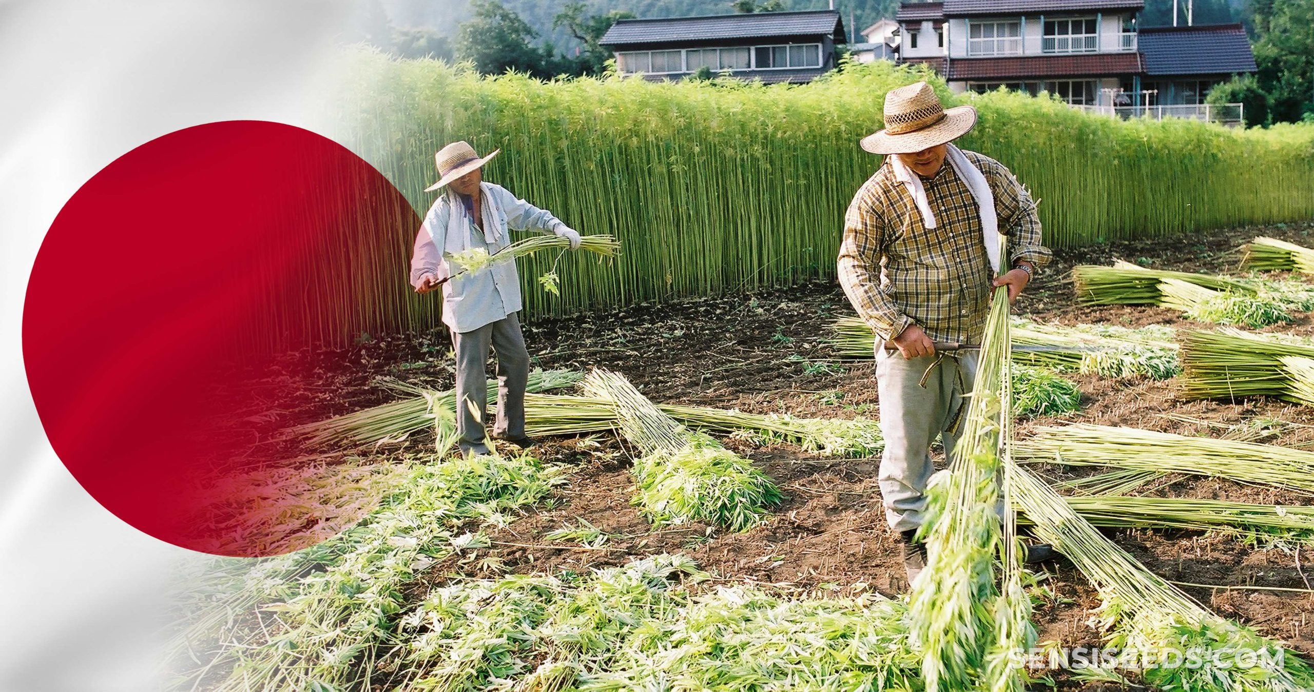 The Japanese flag and two farmers harvesting hemp in a field