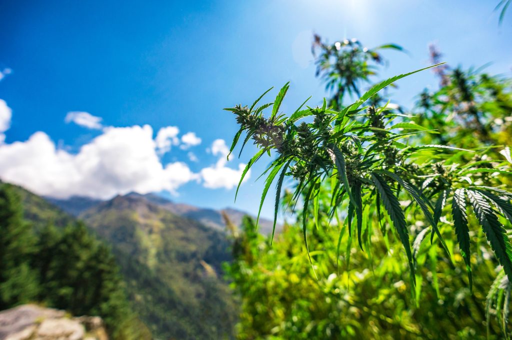 Cannabis plants growing outdoors
