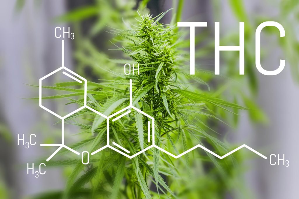 Fórmula química del THC contra el fondo de la planta del cannabis