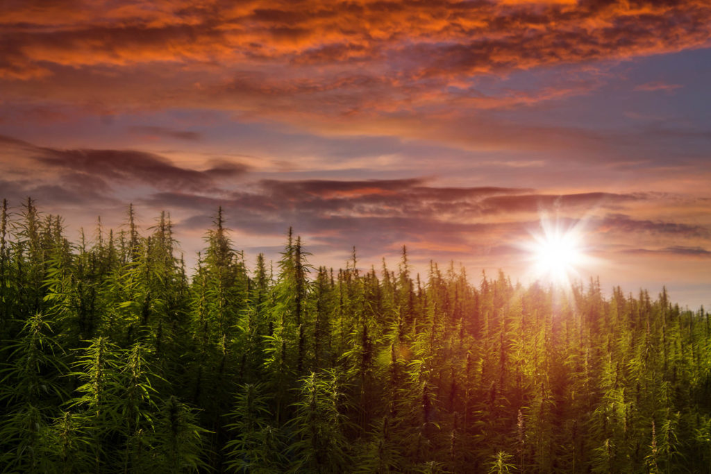 Un champ de chanvre et un coucher de soleil à l'arrière-plan