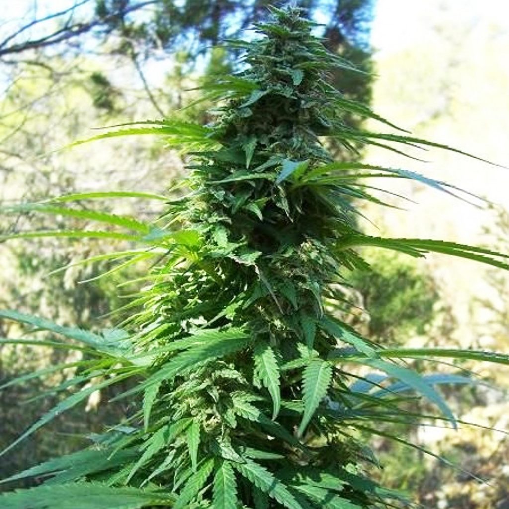 A wild cannabis growing outdoors