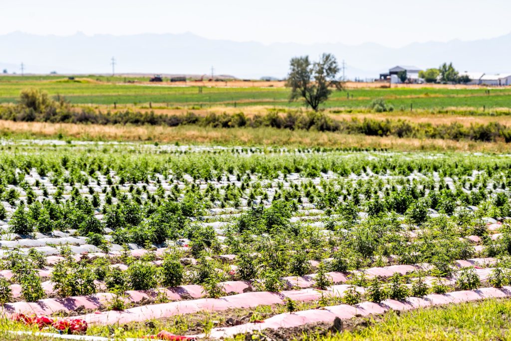 Cannabis plants growing outside