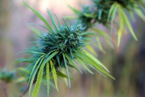 Le Cannabis En Namibie – Lois, Usage Et Plus - Sensi Seeds