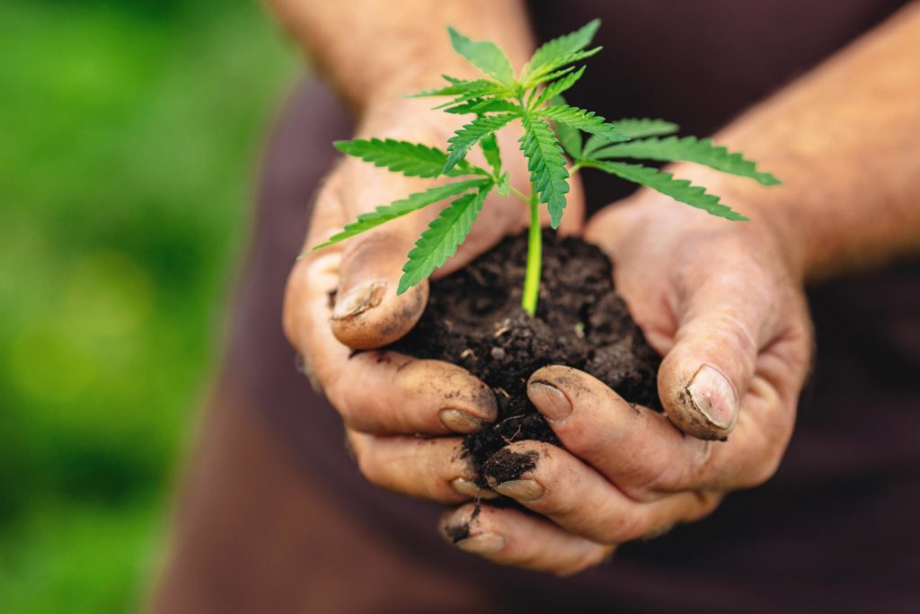 A person holding soil with a cannabis plant growing out of it