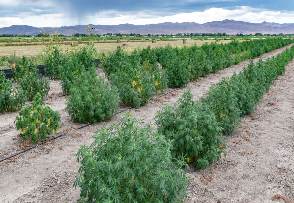 A field with rows of cannabis plants