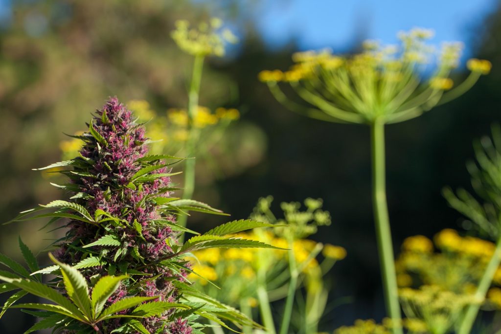 A cannabis plant with purple flowers