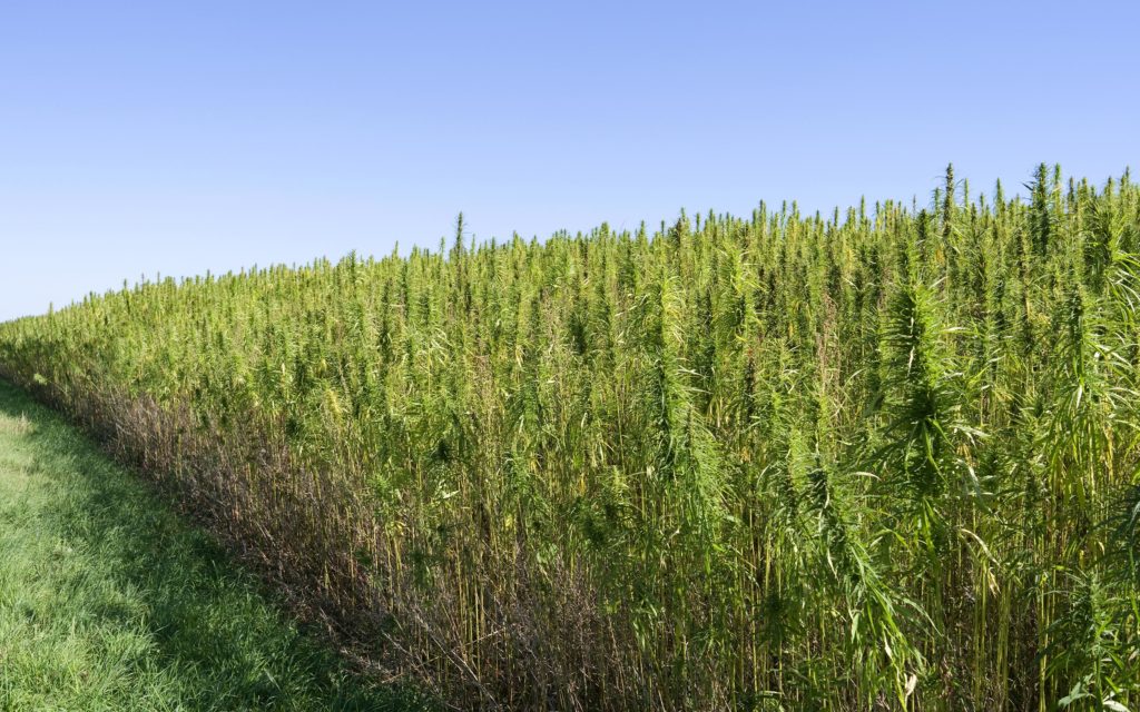 A field of hemp 