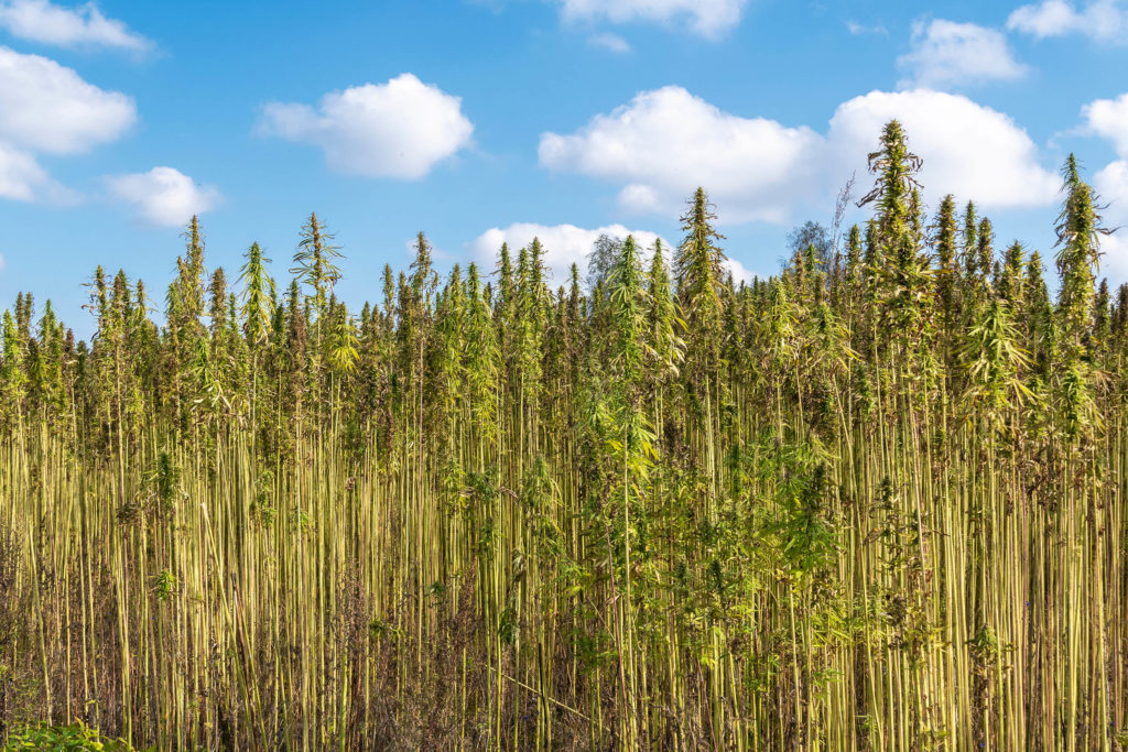 An industrial hemp field