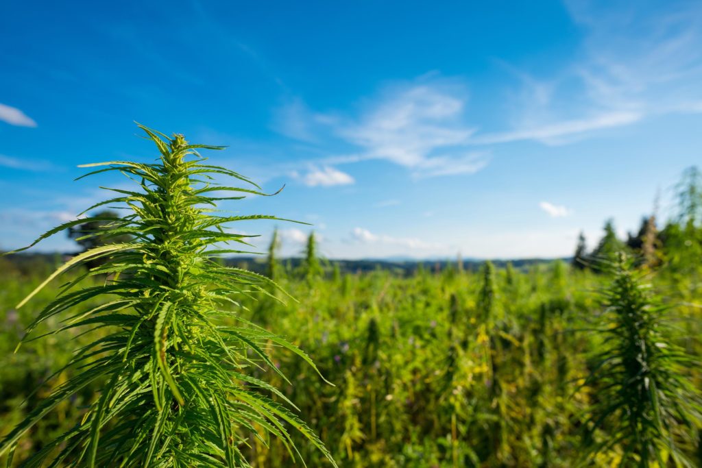 Industrial Hemp field