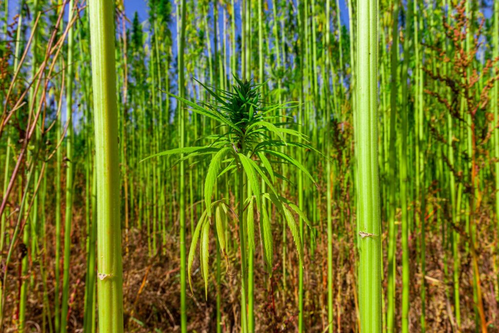 A field of industrial hemp