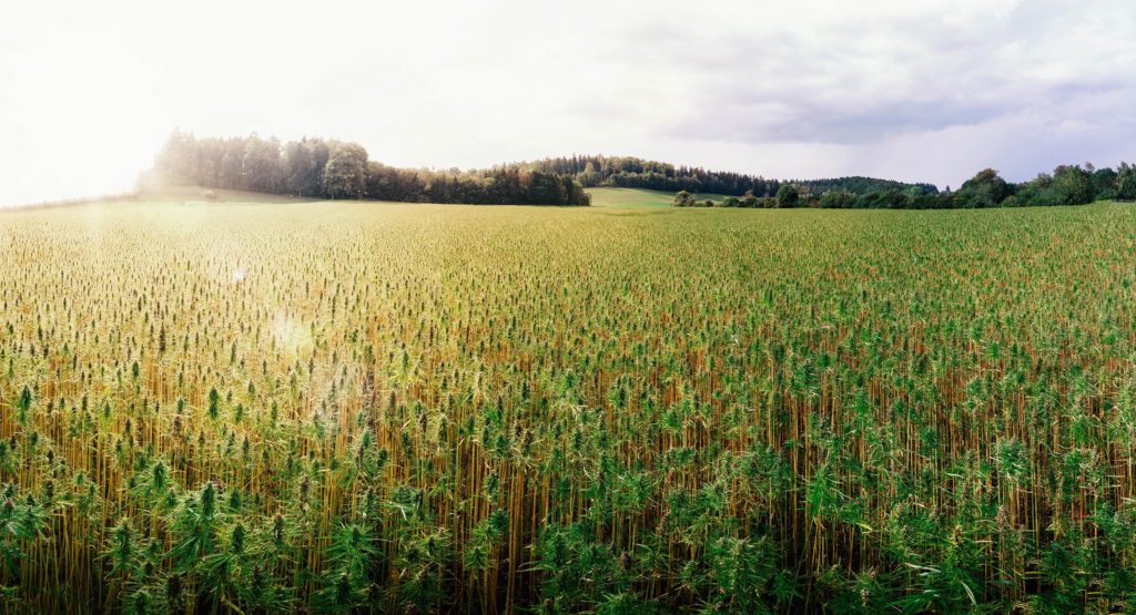 A field of hemp plants