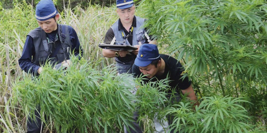 Three men in uniform inspecting a cannabis plant in a field