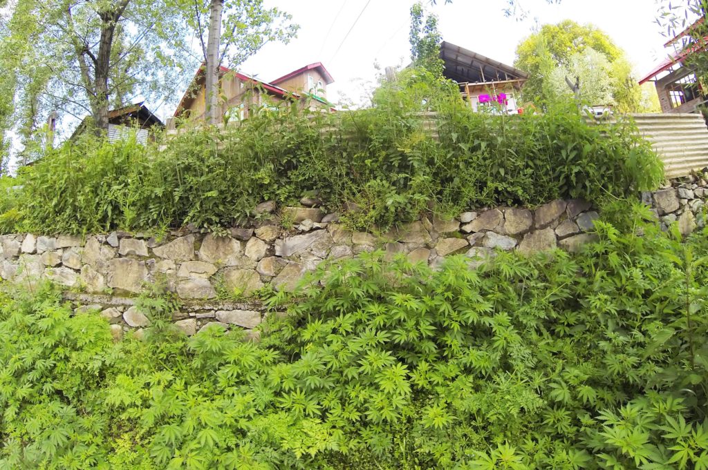 Cannabis plants growing against a stone wall