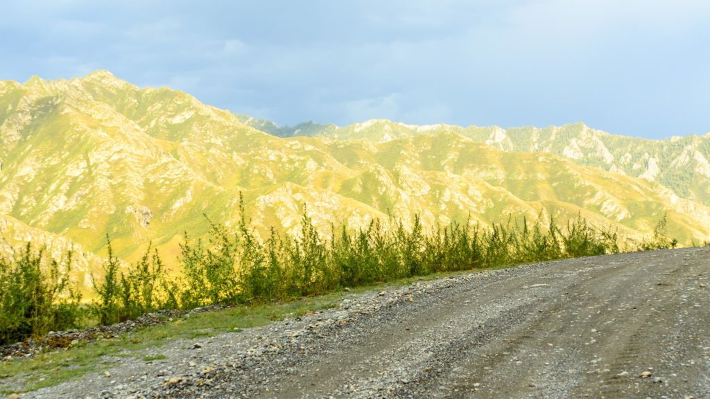 Las plantas de cáñamo que crecen en el lado de la carretera con las montañas detrás.