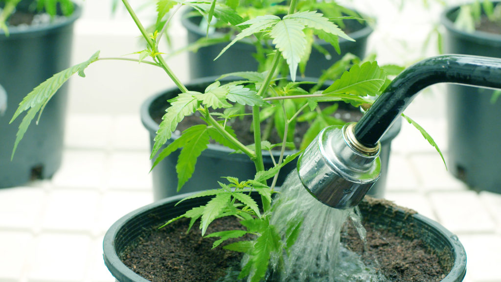 Watering cannabis plant in a black pot