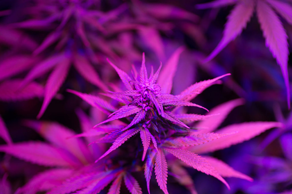 A purple cannabis plant under the light of the lamp