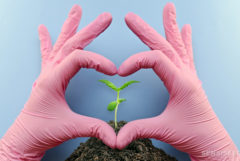 Pink gloved hands forming a heart around a small cannabis plant