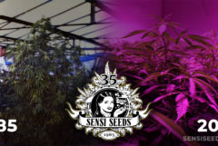 Person, die ein Cannabis-Pflanzen- und Cannabis-Pflanzen unter UV-Licht betrachtet