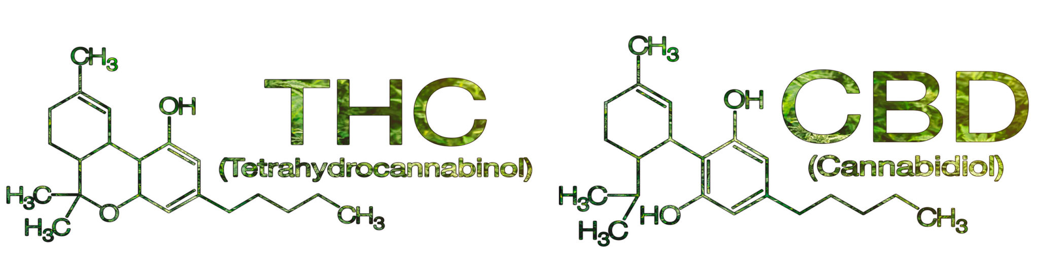 Cannabinoid Science 101: What Is Cannabidiol (CBD)? - Sensi Seeds