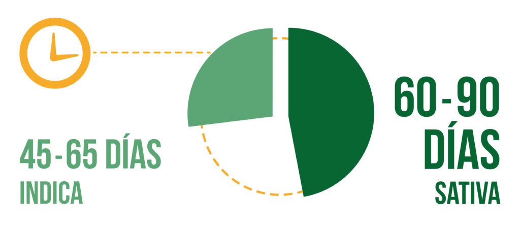 Un gráfico circular de período de secado para Sativa e Indica cogollos.