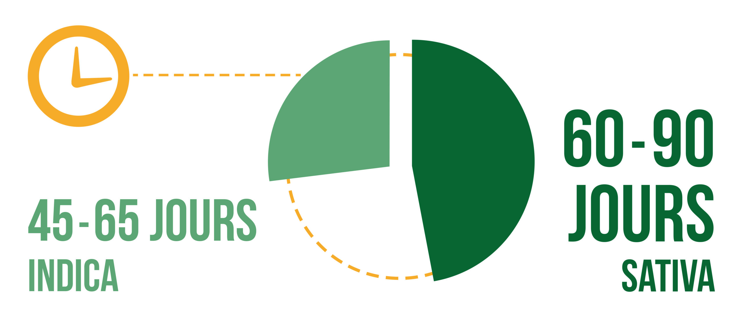Un graphique à secteurs de la période de séchage pour les bourgeons Sativa et Indica
