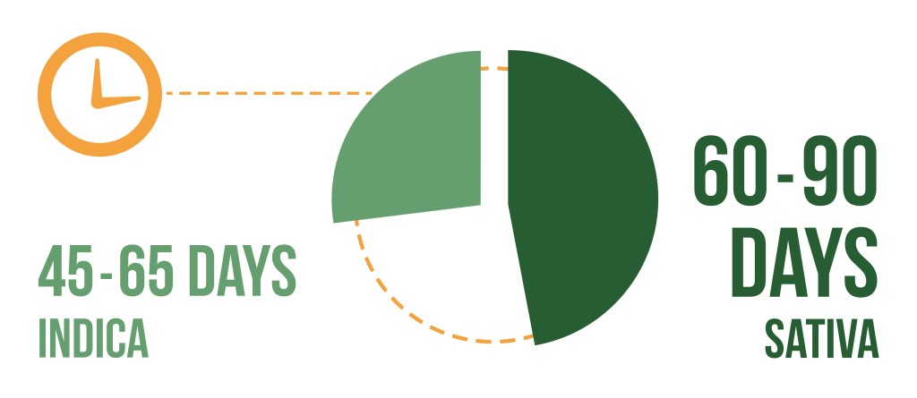 A pie chart of drying period for sativa and indica buds