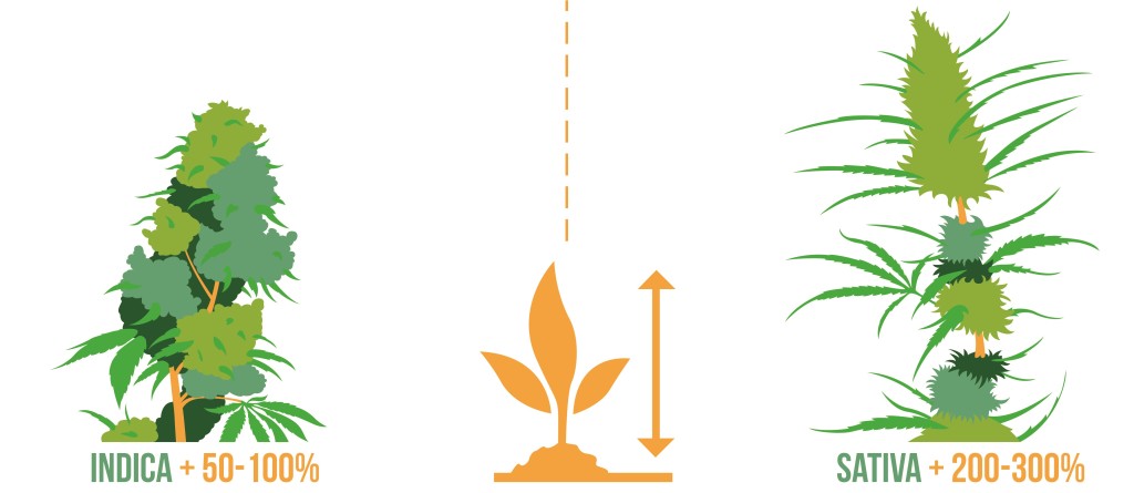 Flowering period of sativa and indica cannabis plant