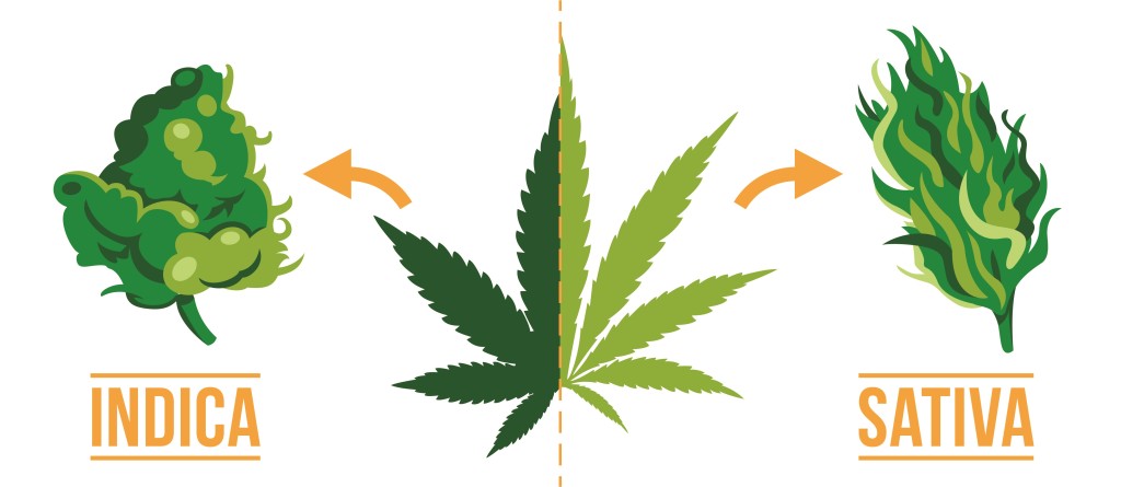 A cannabis leaf, sativa bud and indica bud