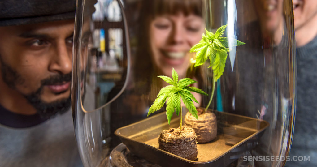 Three people leaning in to look at two small cannabis plants in a glass jar