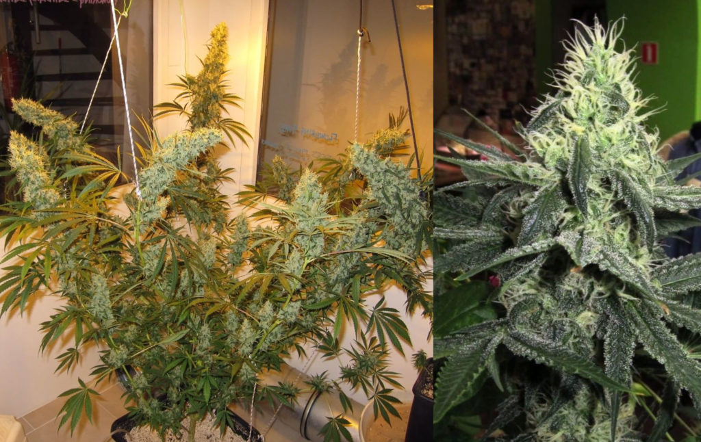 Two different cannabis plants