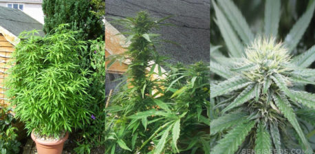 Three different cannabis plants