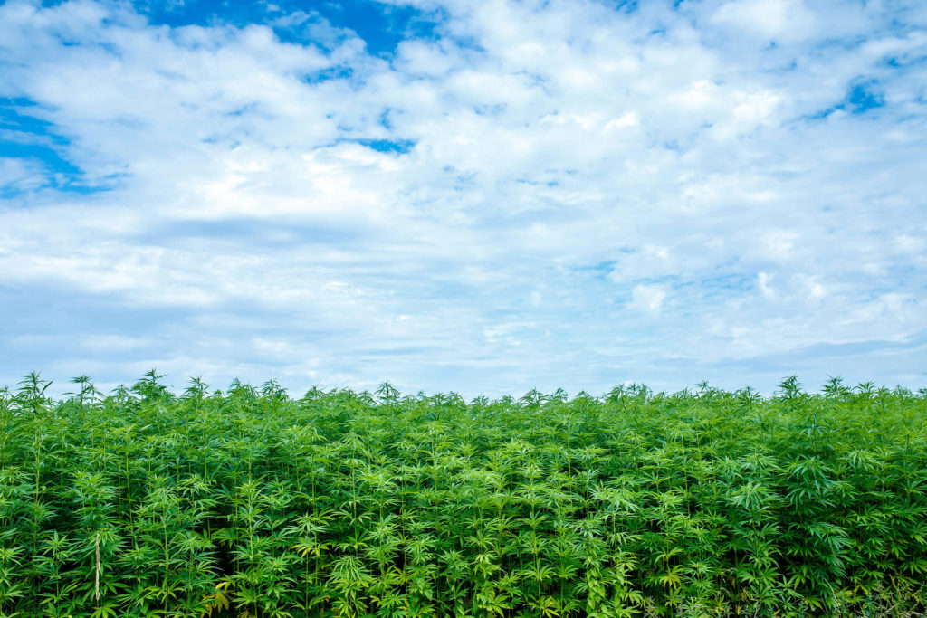 Un campo de cáñamo y un cielo nublado.