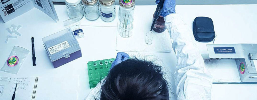 A person testing cannabis in a laboratory