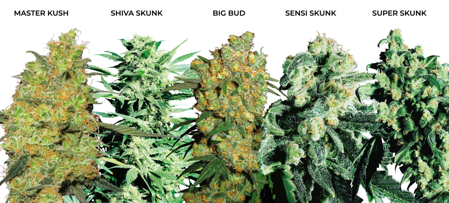 How to Choose a Medicinal Cannabis Strain - Sensi Seeds