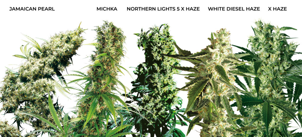 Various cannabis strains against the white background